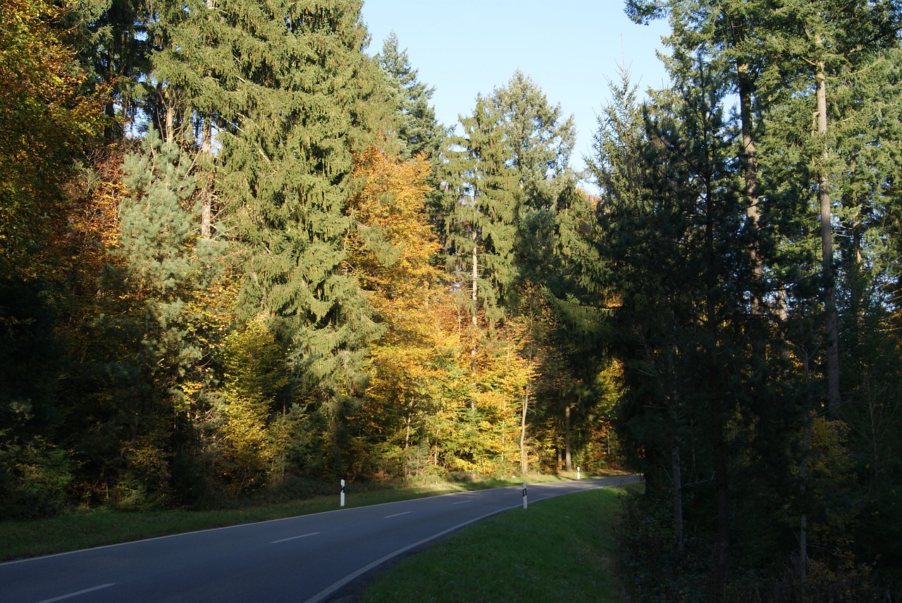 autumn road forest free photo