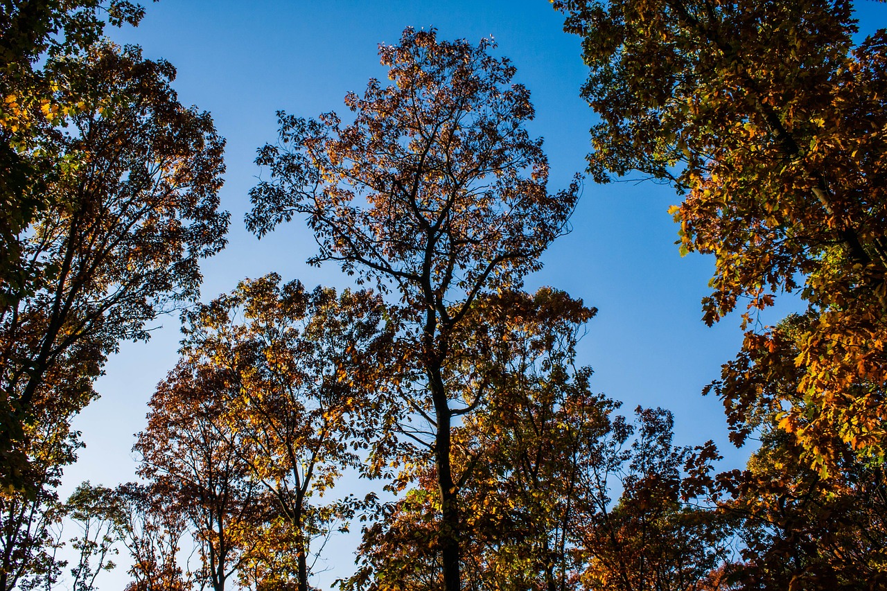 autumn trees sky free photo
