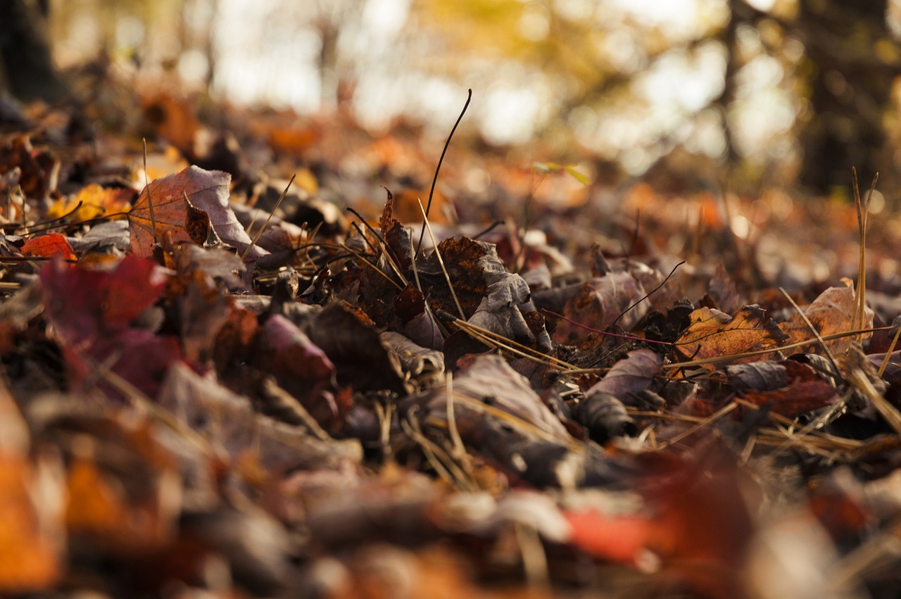 autumn leaves ground free photo