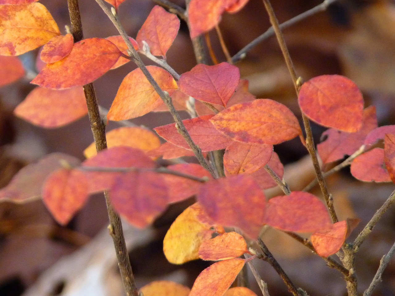 autumn leaves red free photo