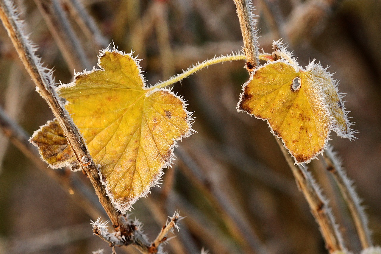 autumn leaf hoarfrost free photo