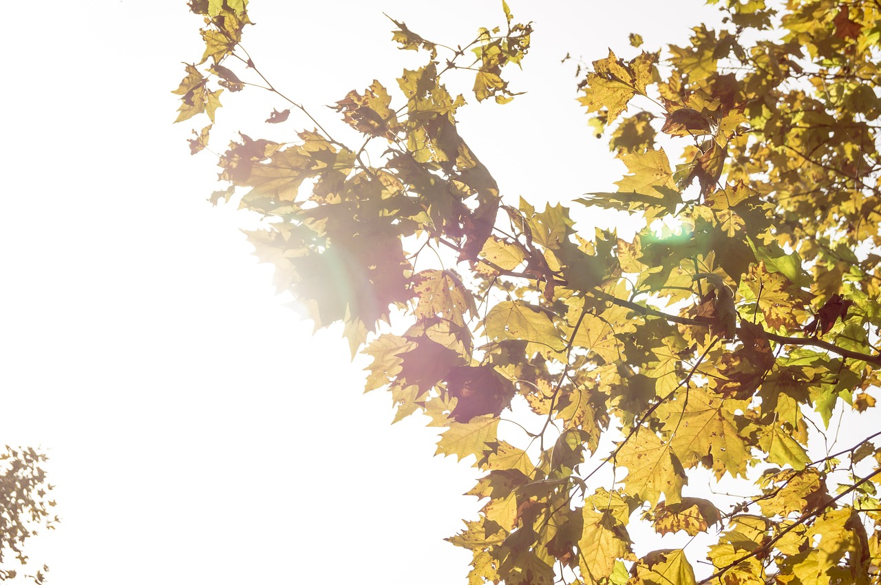 autumn leaves dried leaves free photo