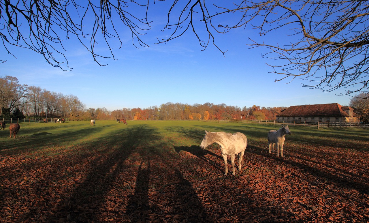 autumn horses shadow free photo