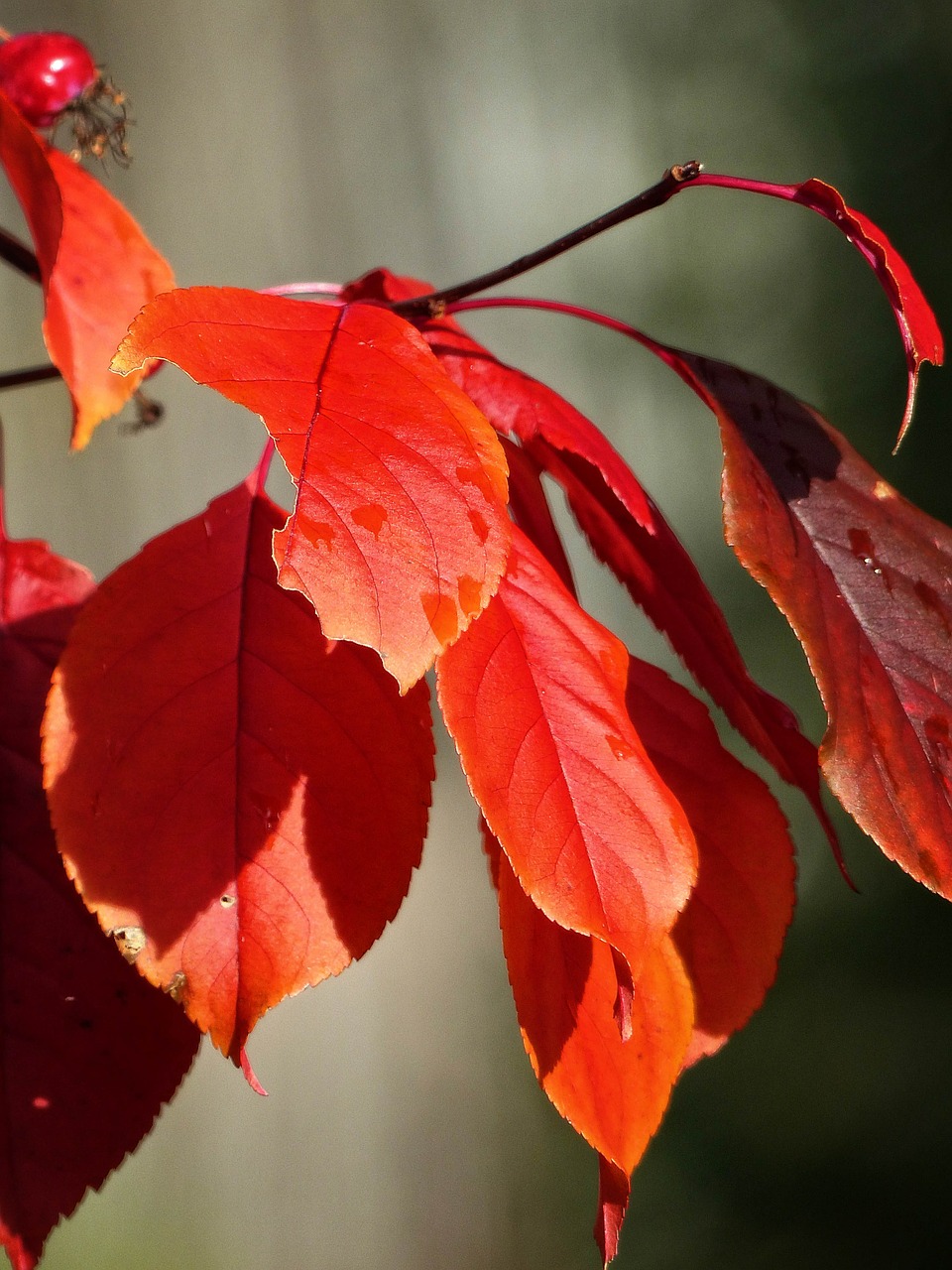 autumn fall red free photo