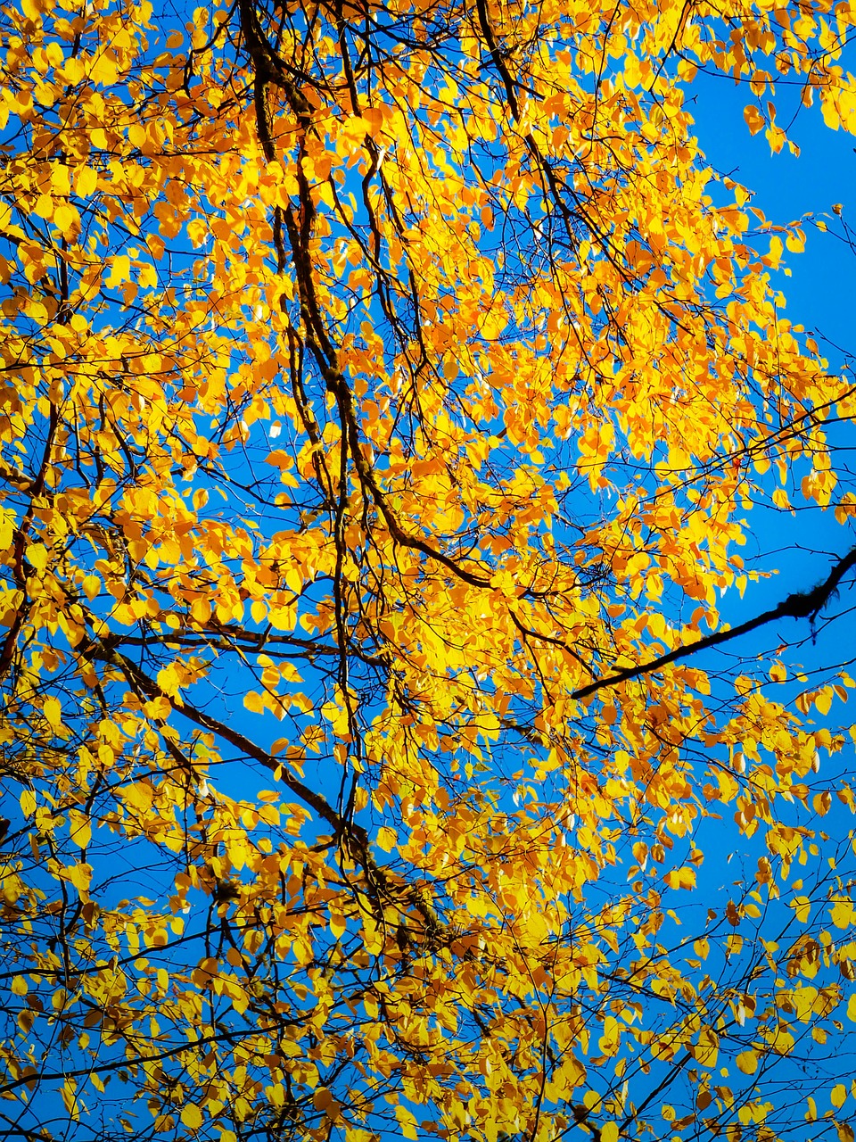 autumn fall yellow free photo