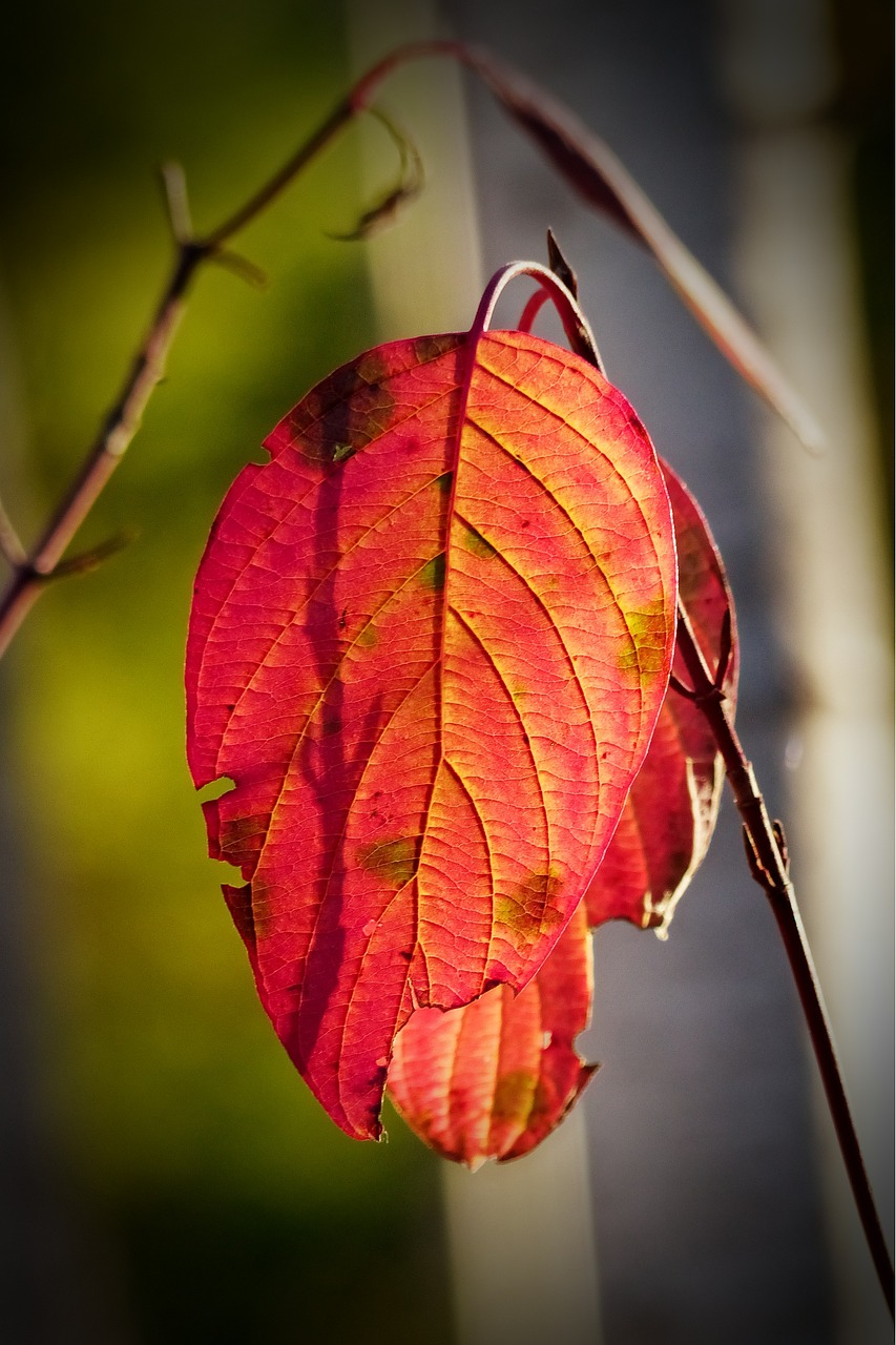 autumn fall red free photo