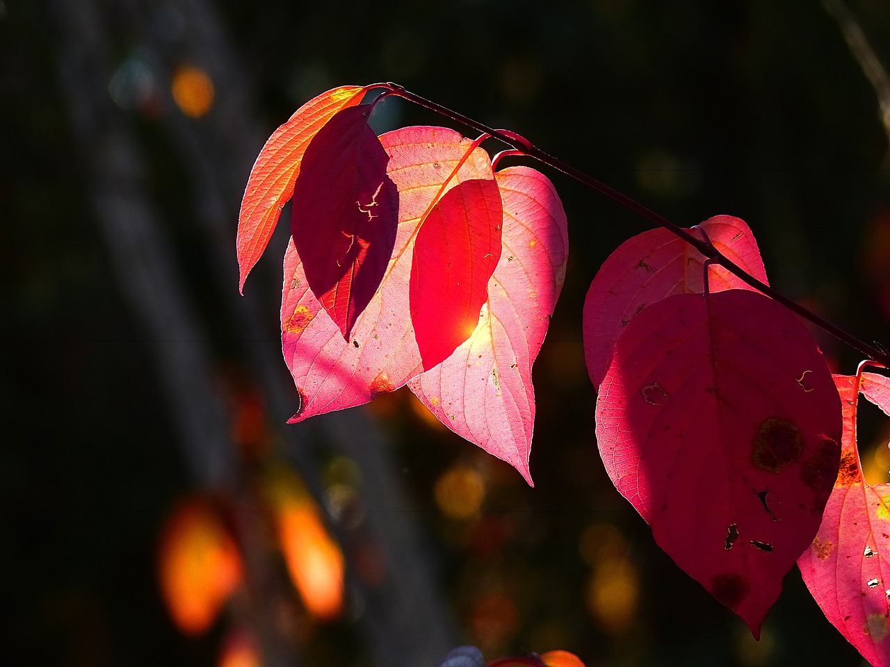 autumn fall red free photo