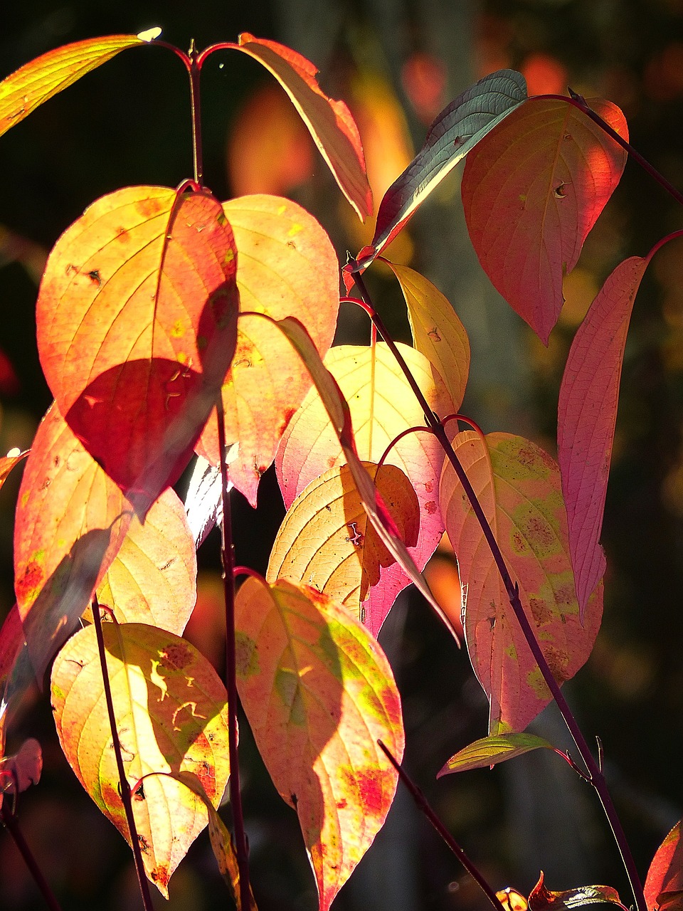 autumn fall red free photo