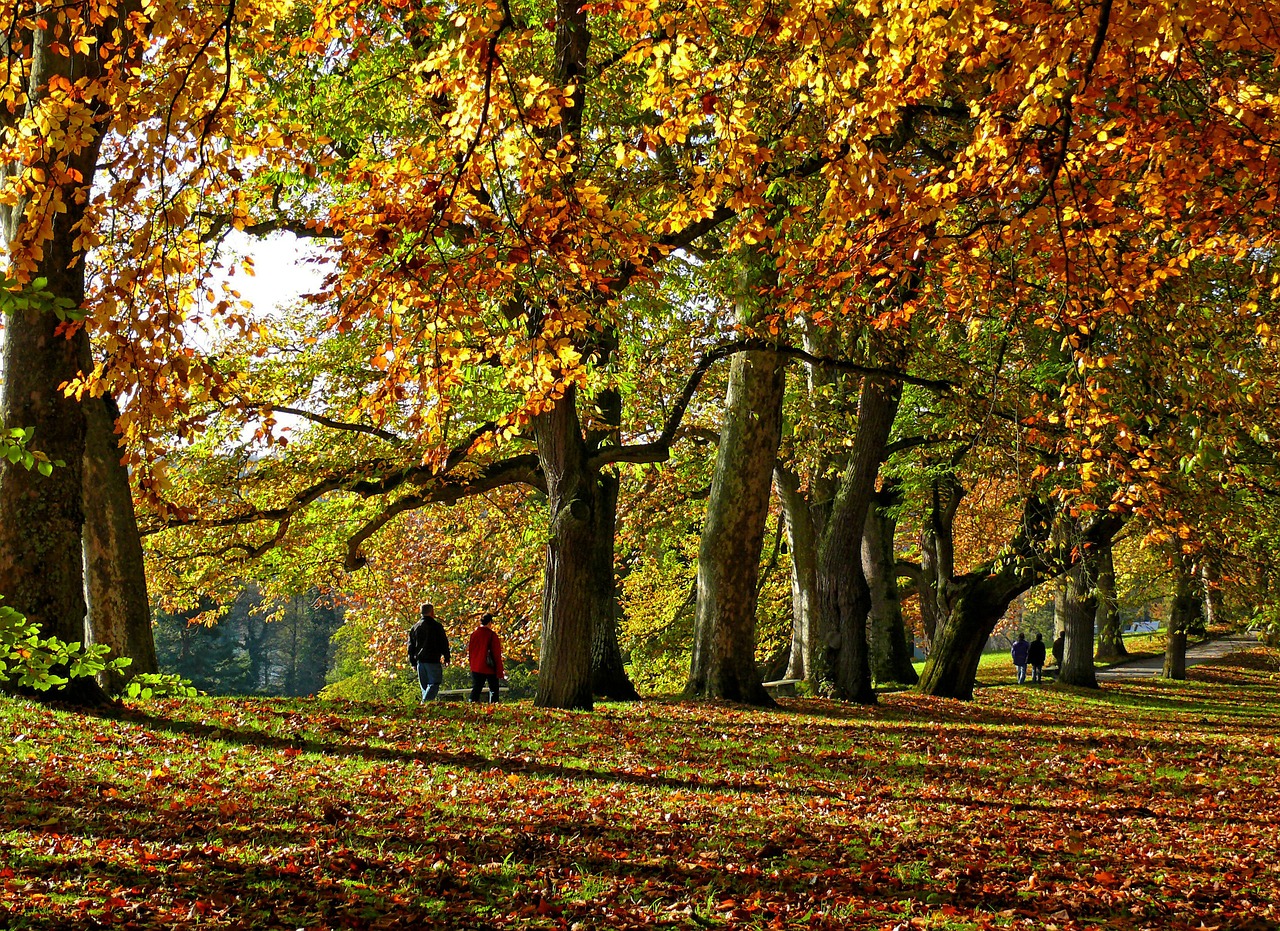 autumn park avenue free photo