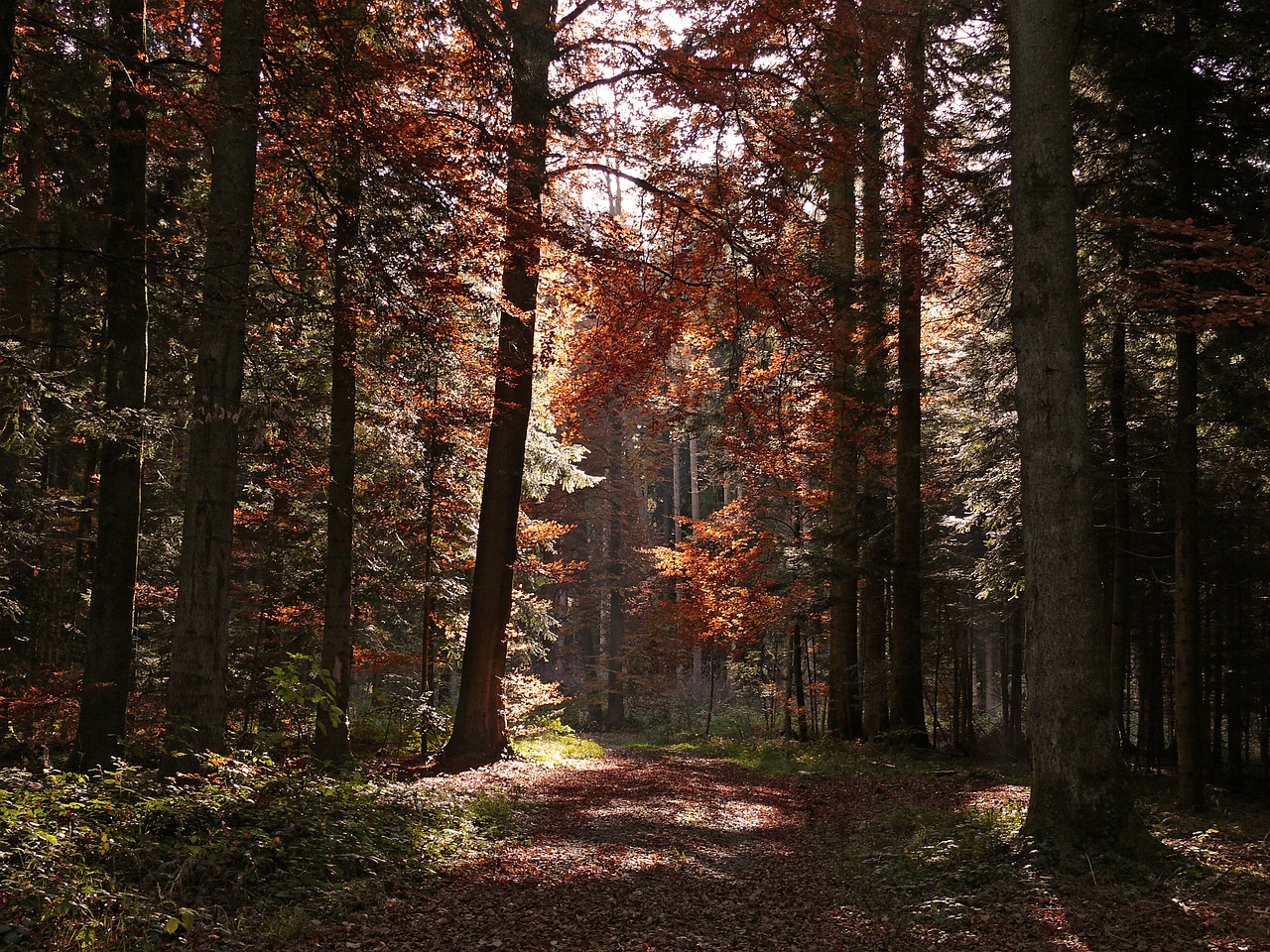 autumn forest trees free photo