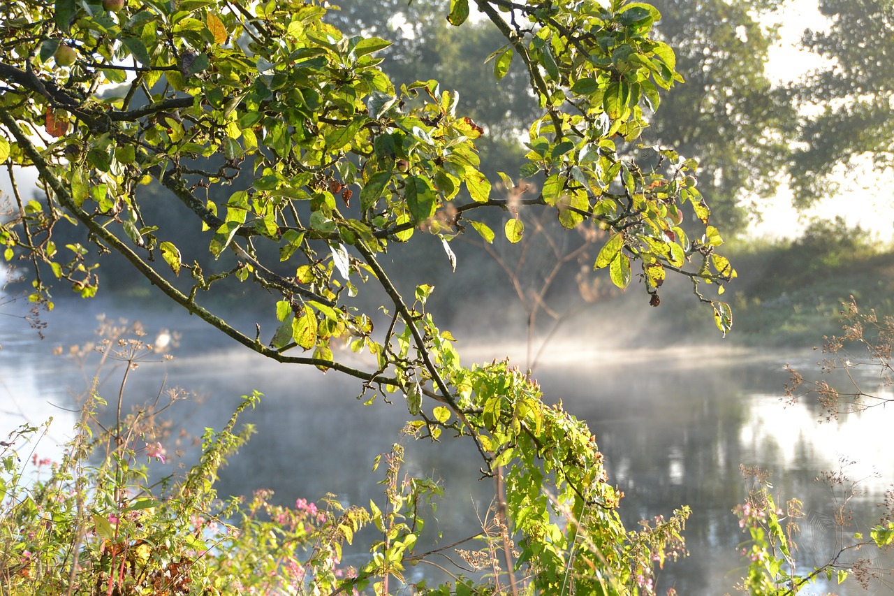 autumn fog landscape free photo