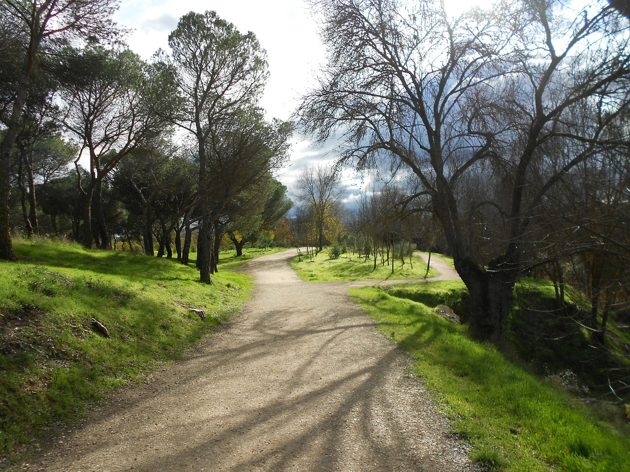 autumn path forest free photo