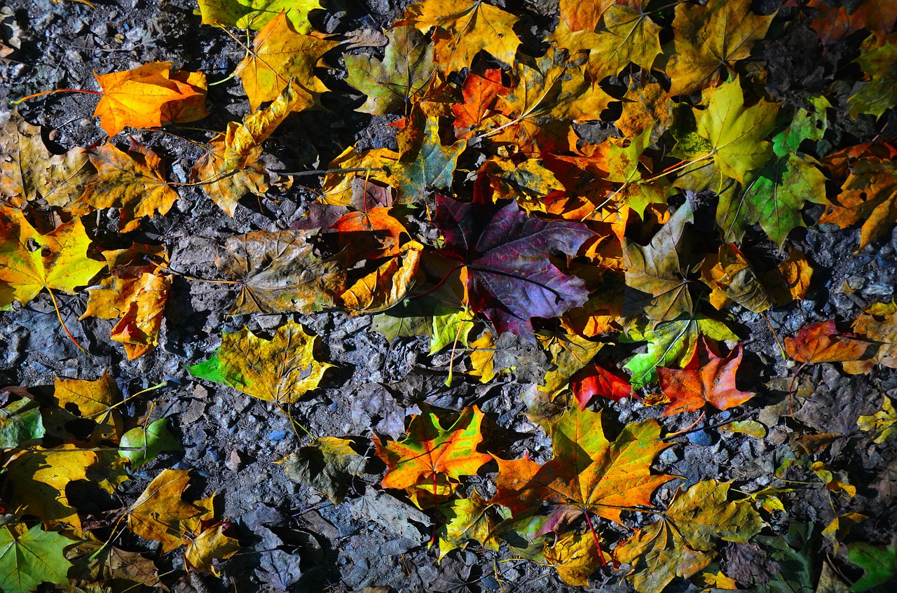 autumn leaves sheet free photo