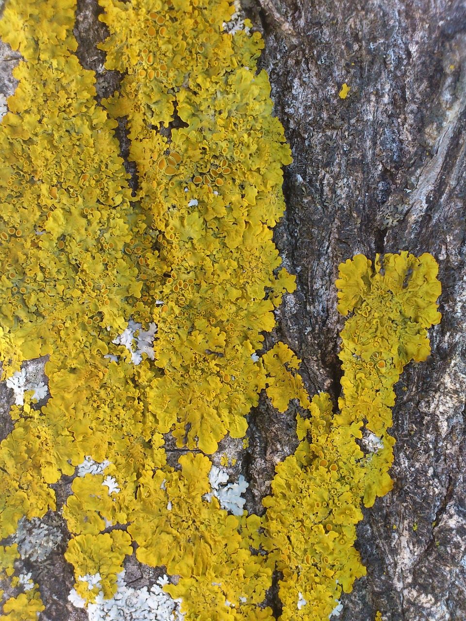 autumn lichen tree free photo