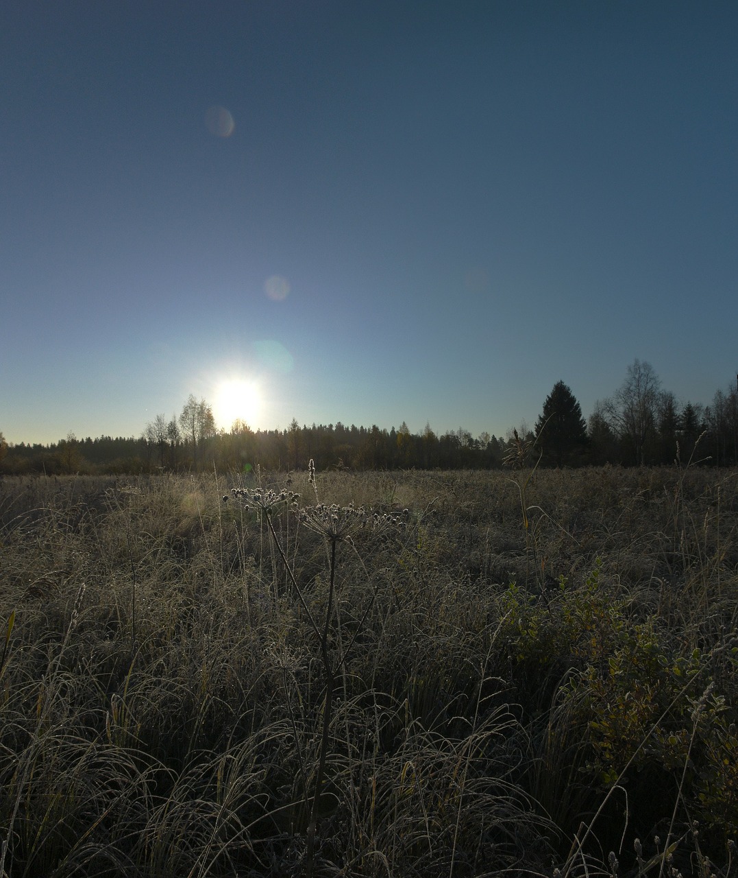 autumn sun dawn free photo