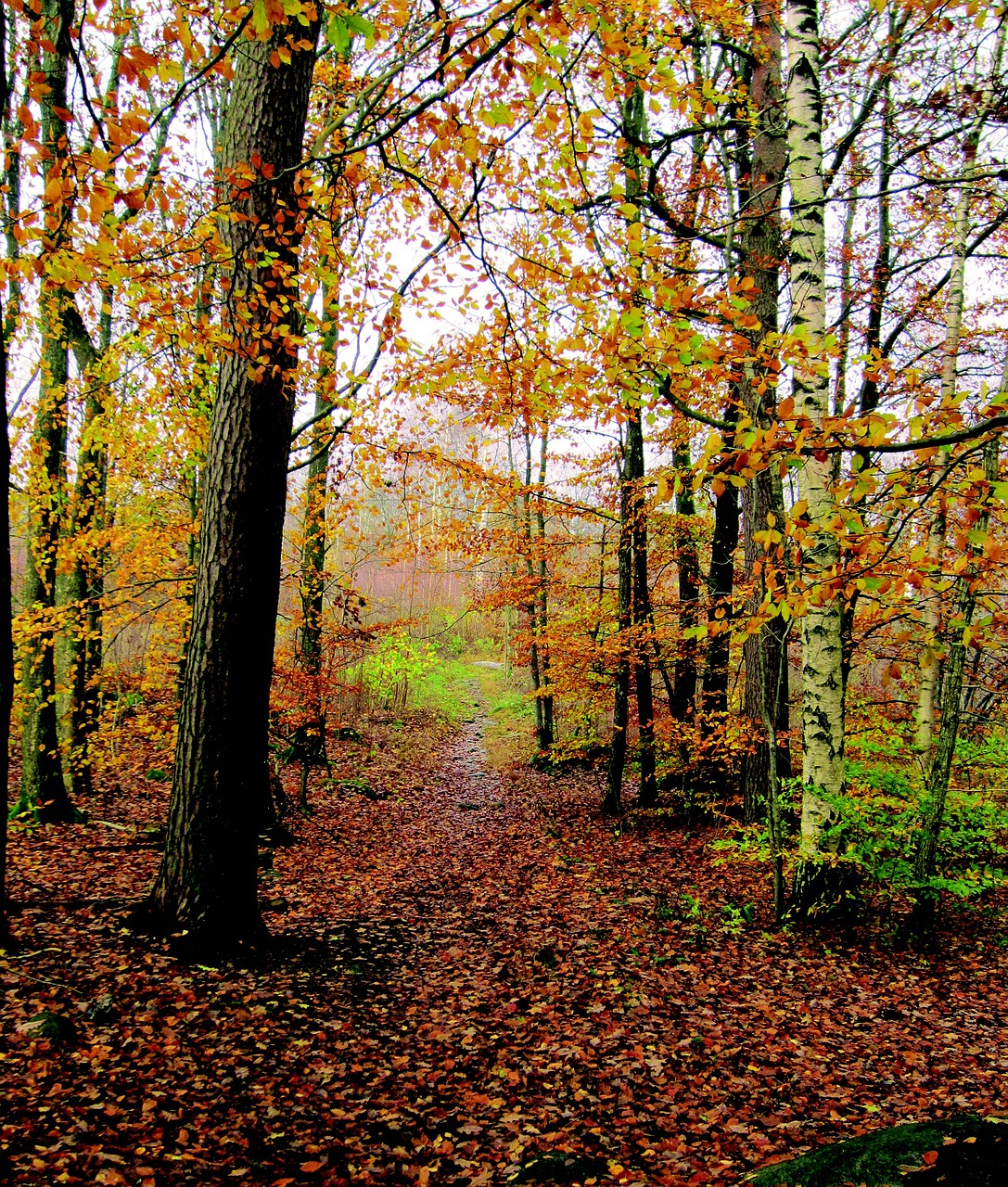 autumn autumn trees forest free photo