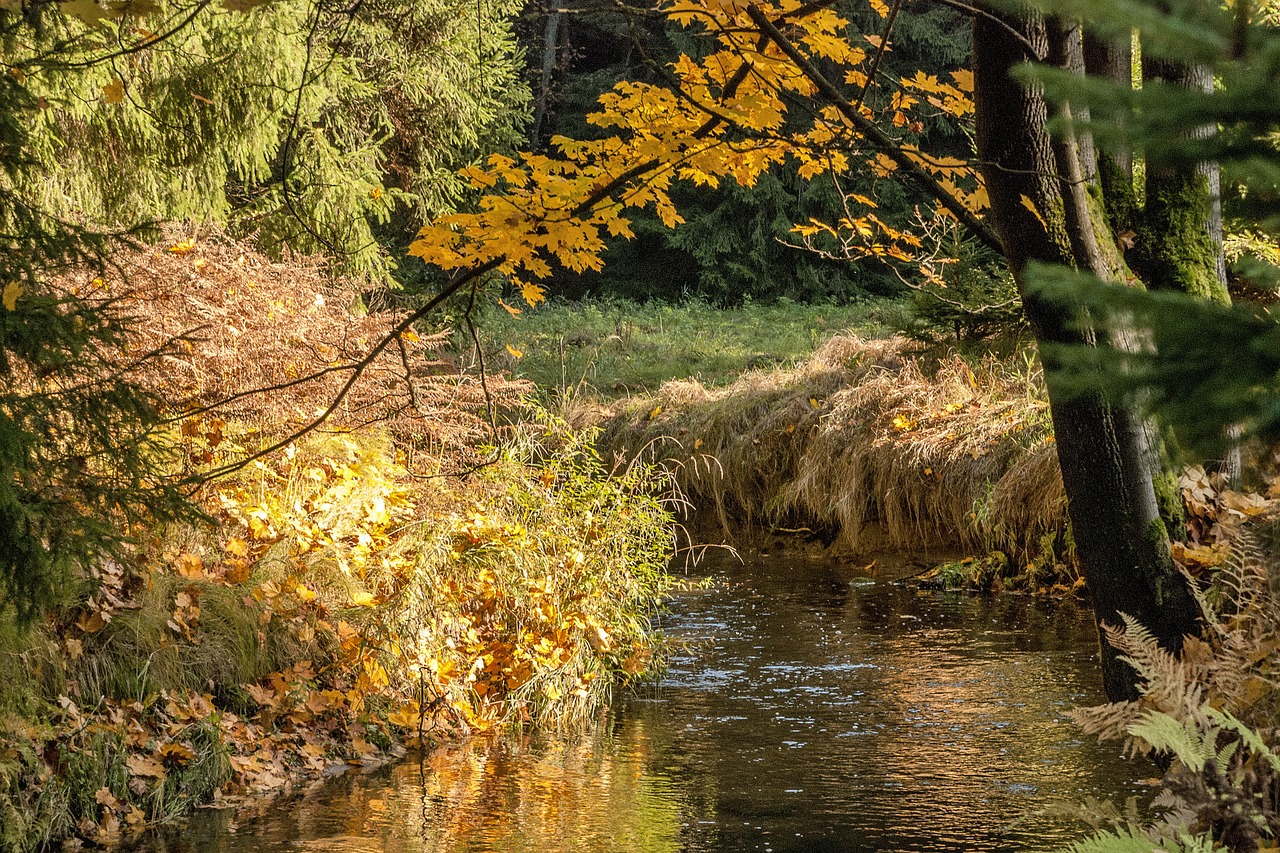 autumn the brook colour free photo