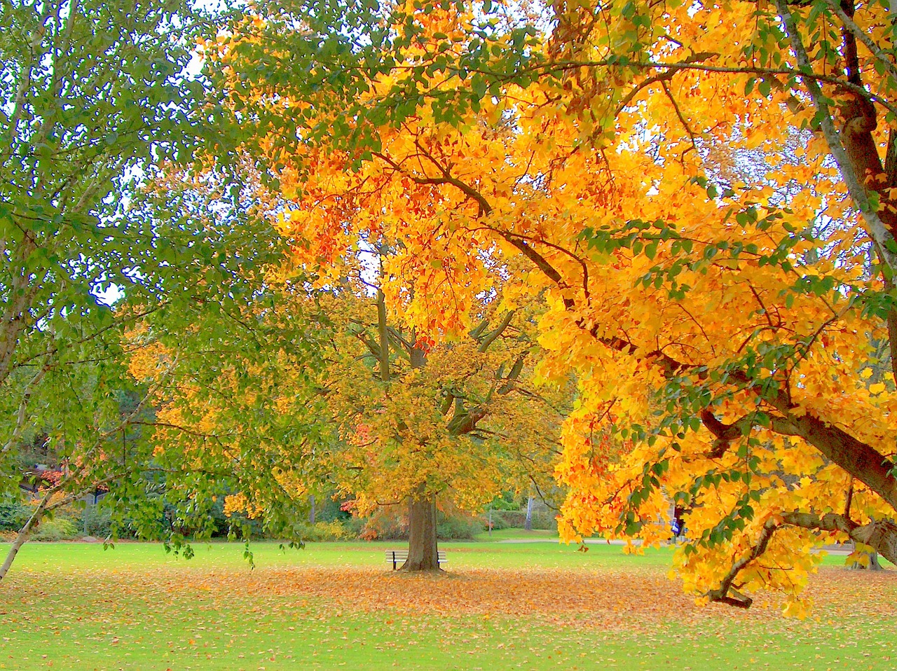 autumn park tree free photo