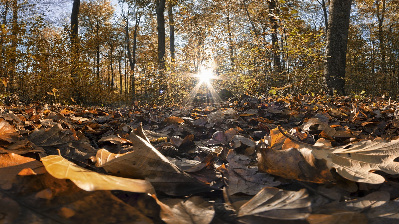 autumn forest leaves free photo