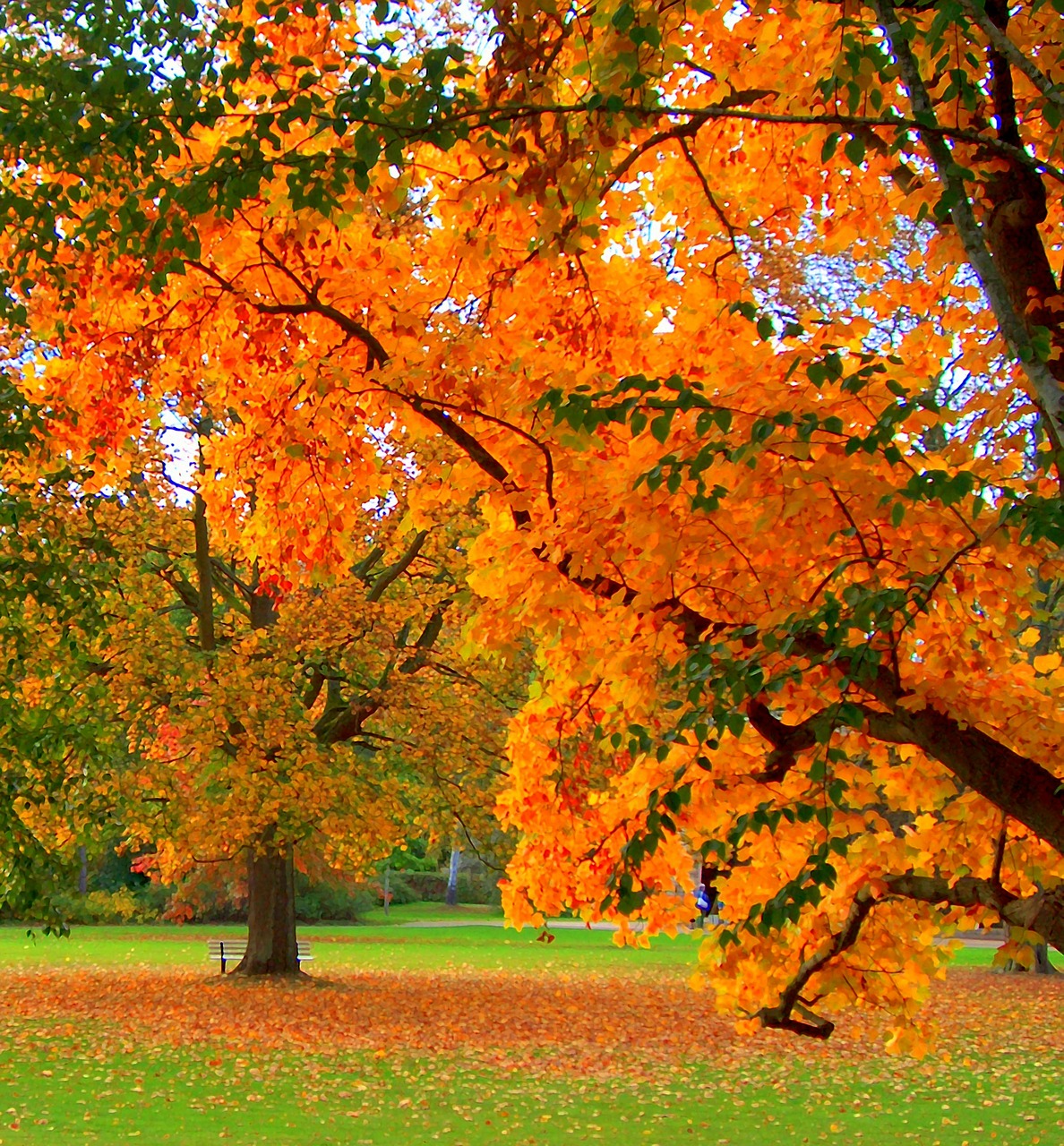 autumn nature leaf free photo