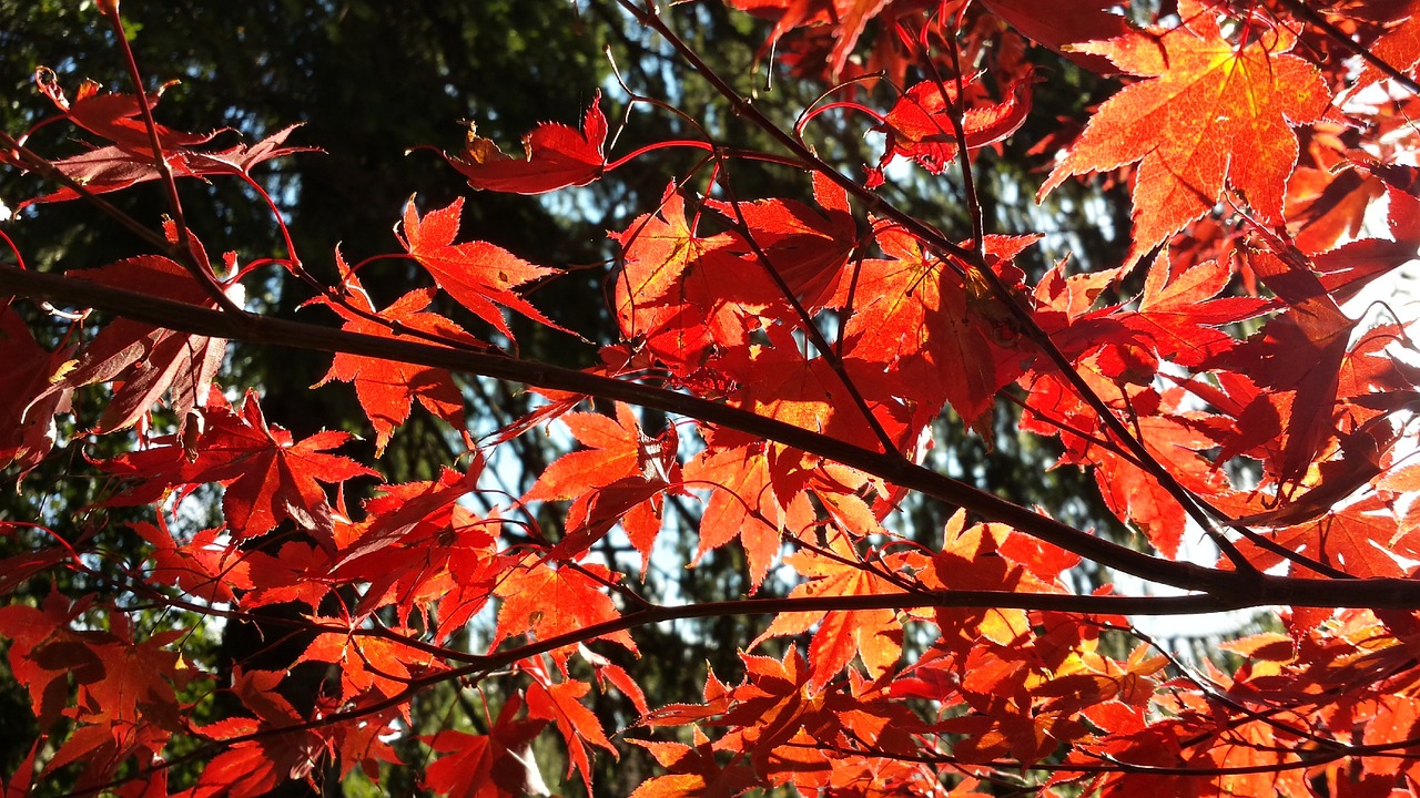autumn acre red free photo