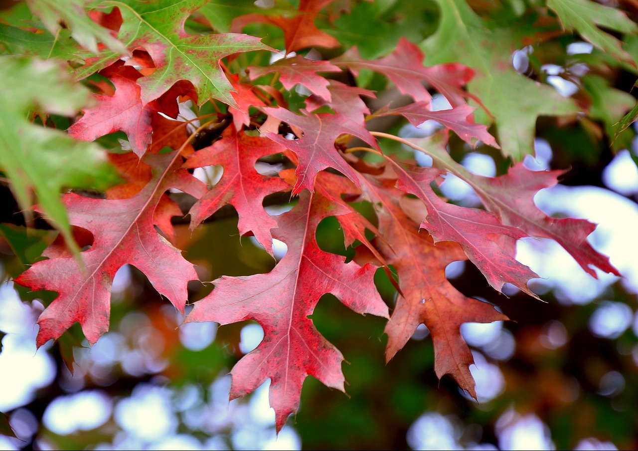 autumn foliage colors free photo