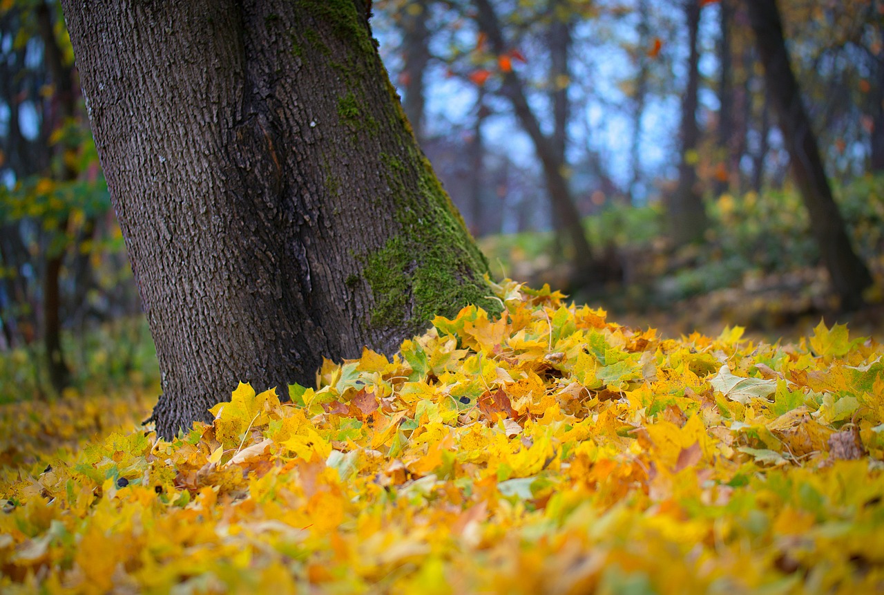 autumn foliage nature free photo