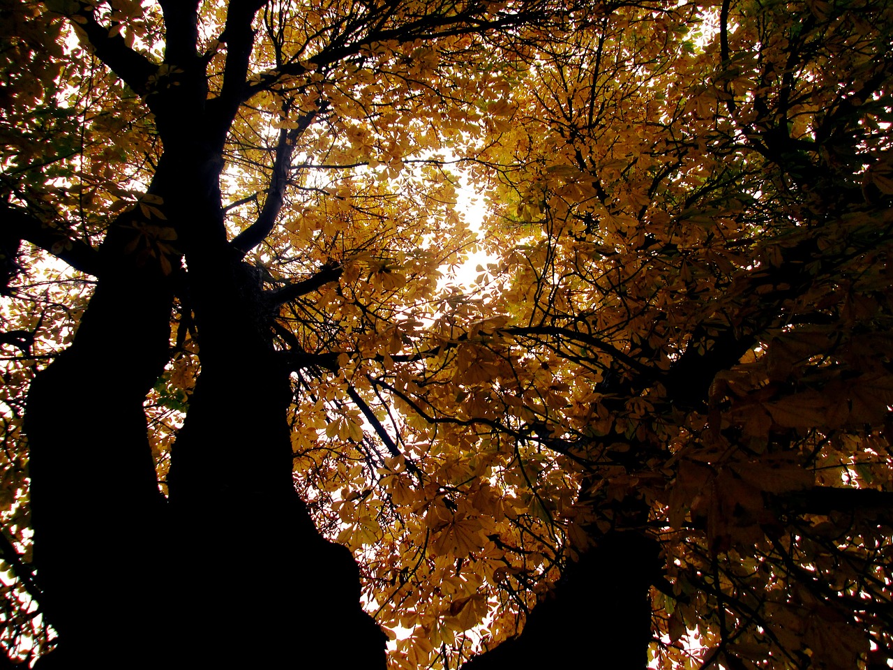 autumn leaves color free photo