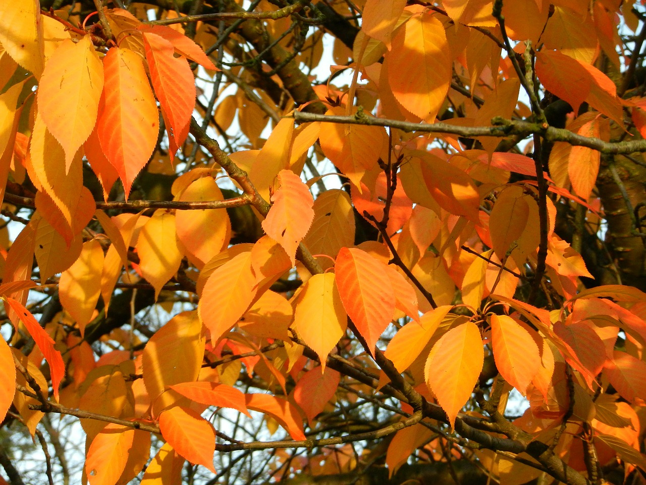 autumn autumn gold autumn leaves free photo