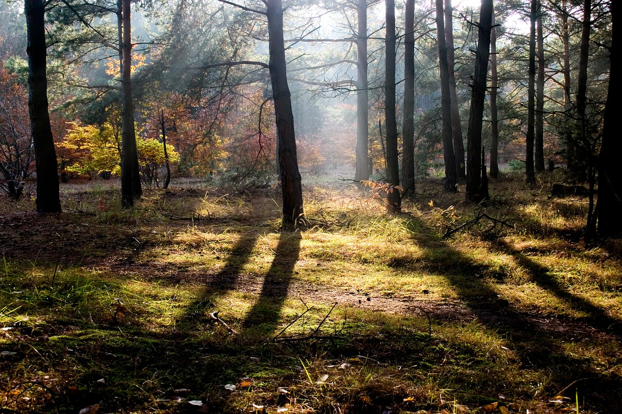 autumn forest yellow free photo