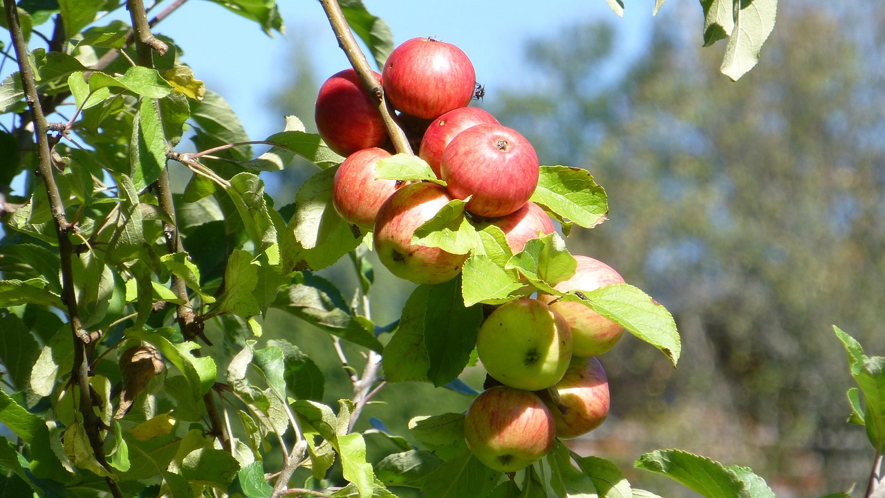 autumn tree apple free photo