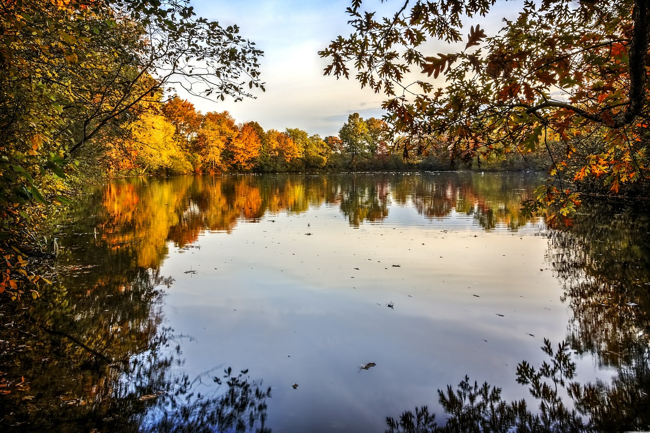 autumn leaves fall free photo