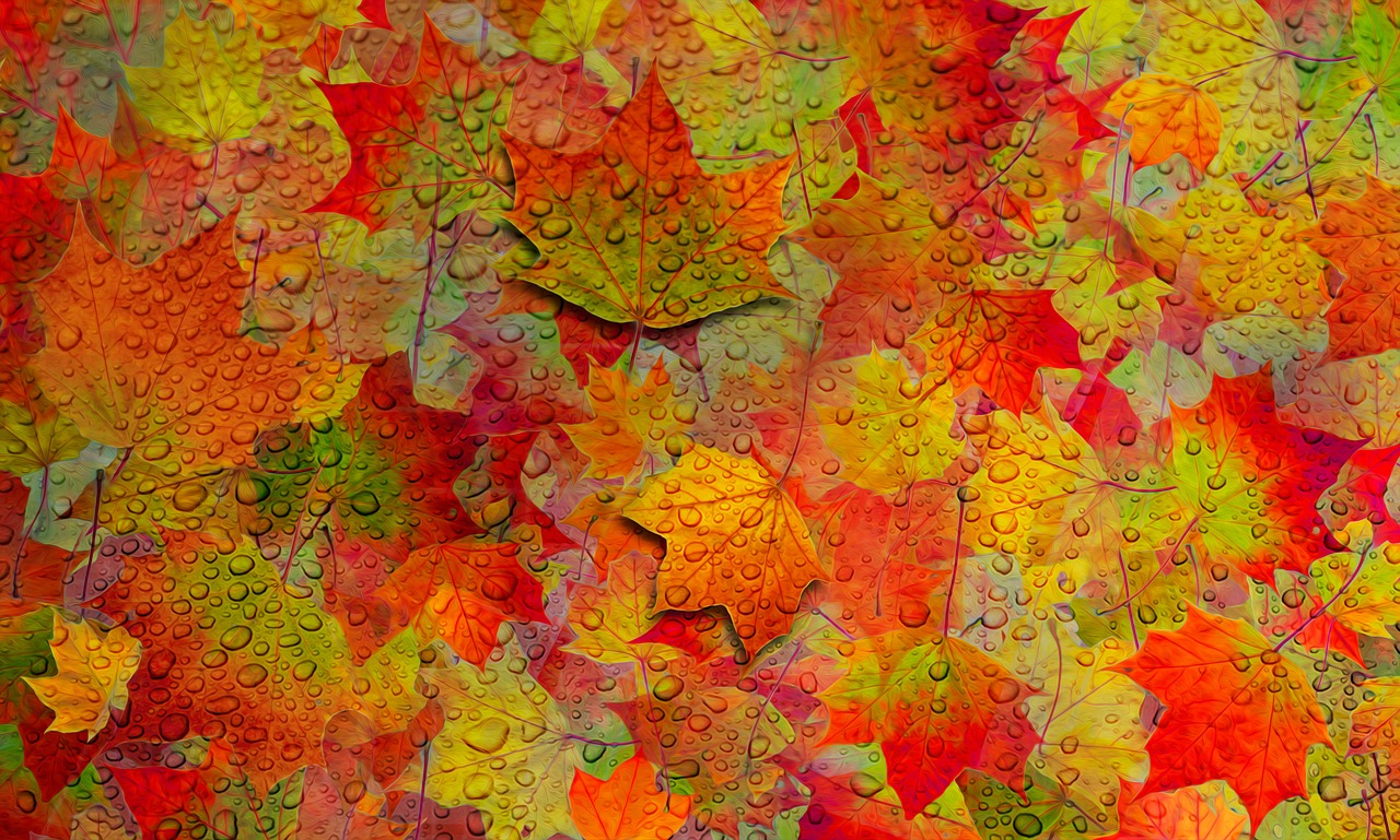 autumn leaf foliage free photo