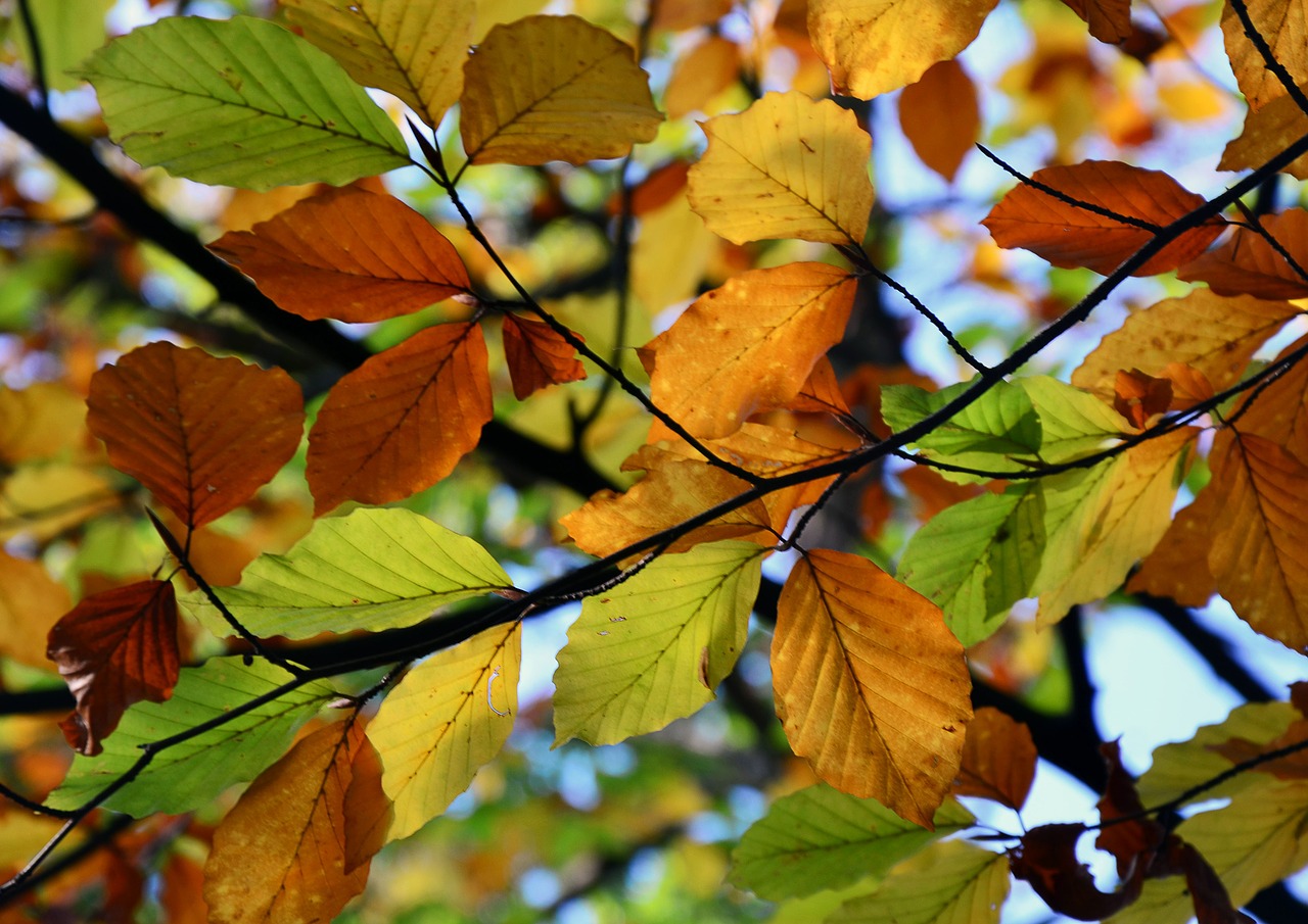 autumn colors green free photo