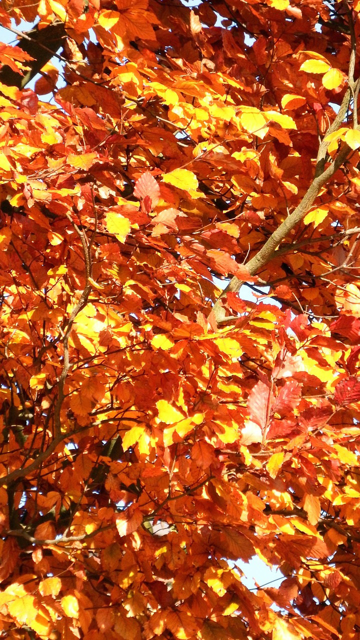 autumn leaves tree free photo