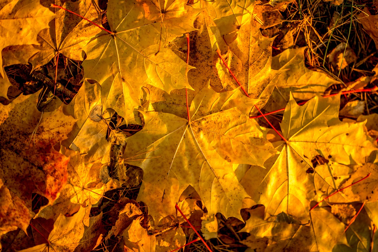 autumn maple fall colors free photo