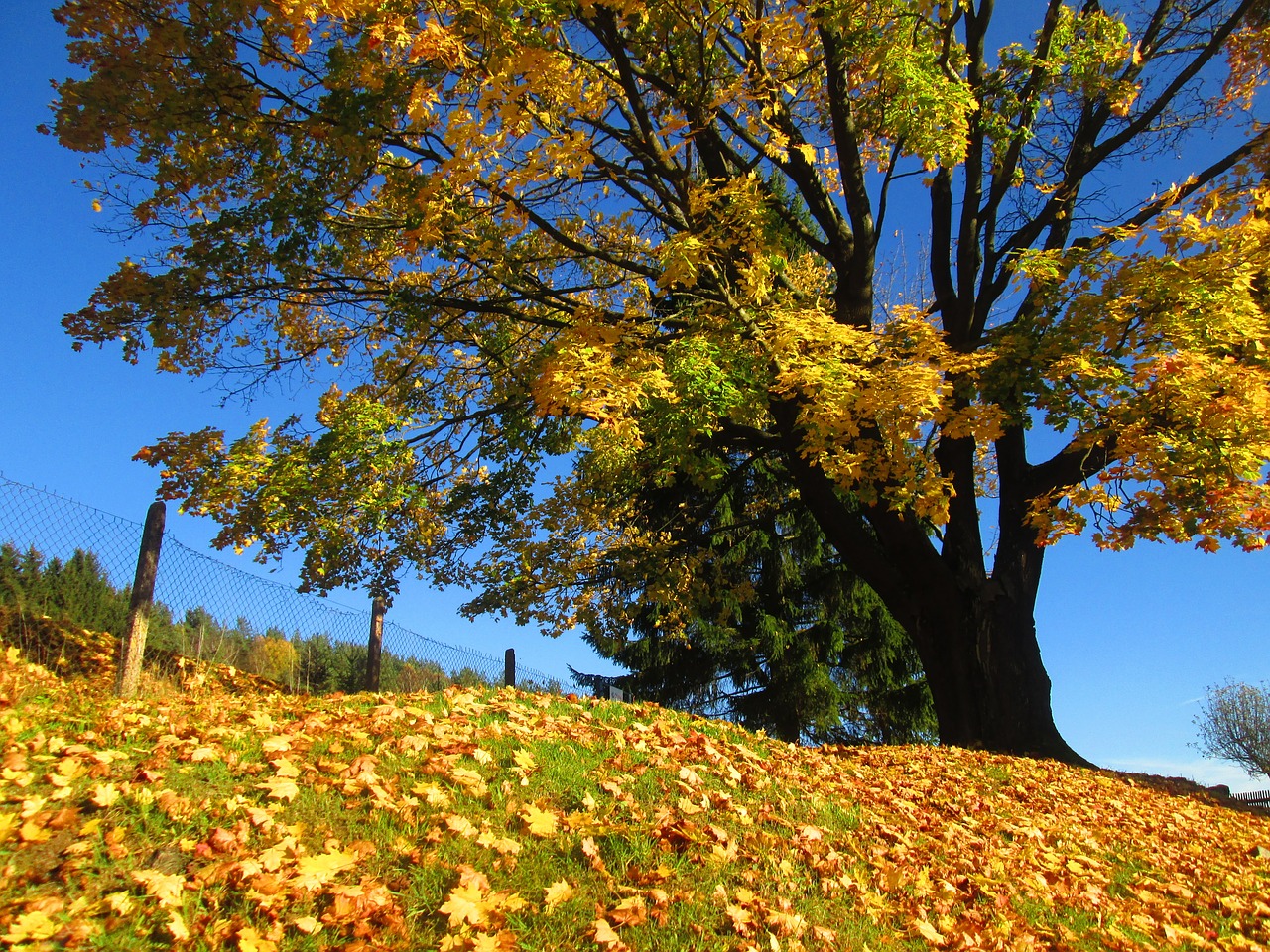 autumn tree colors free photo