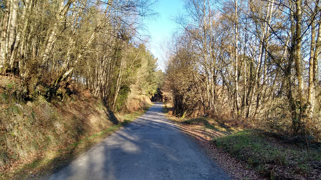 autumn road trees free photo