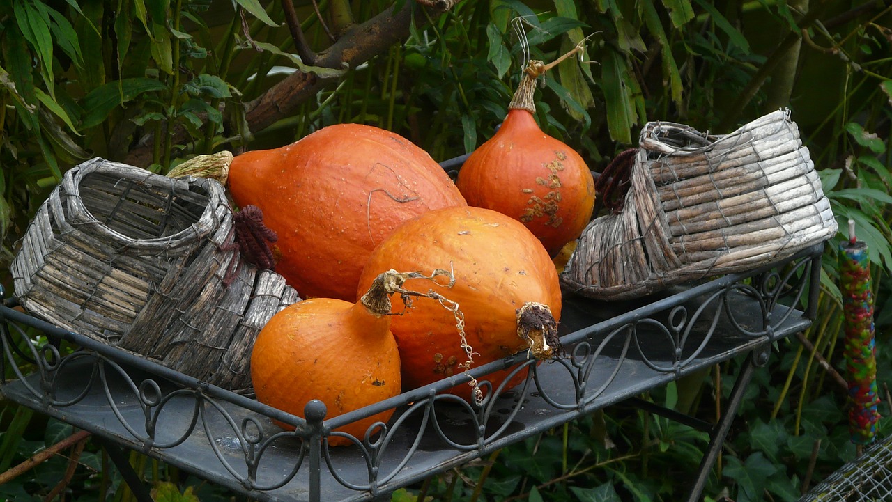 autumn halloween pumpkin free photo