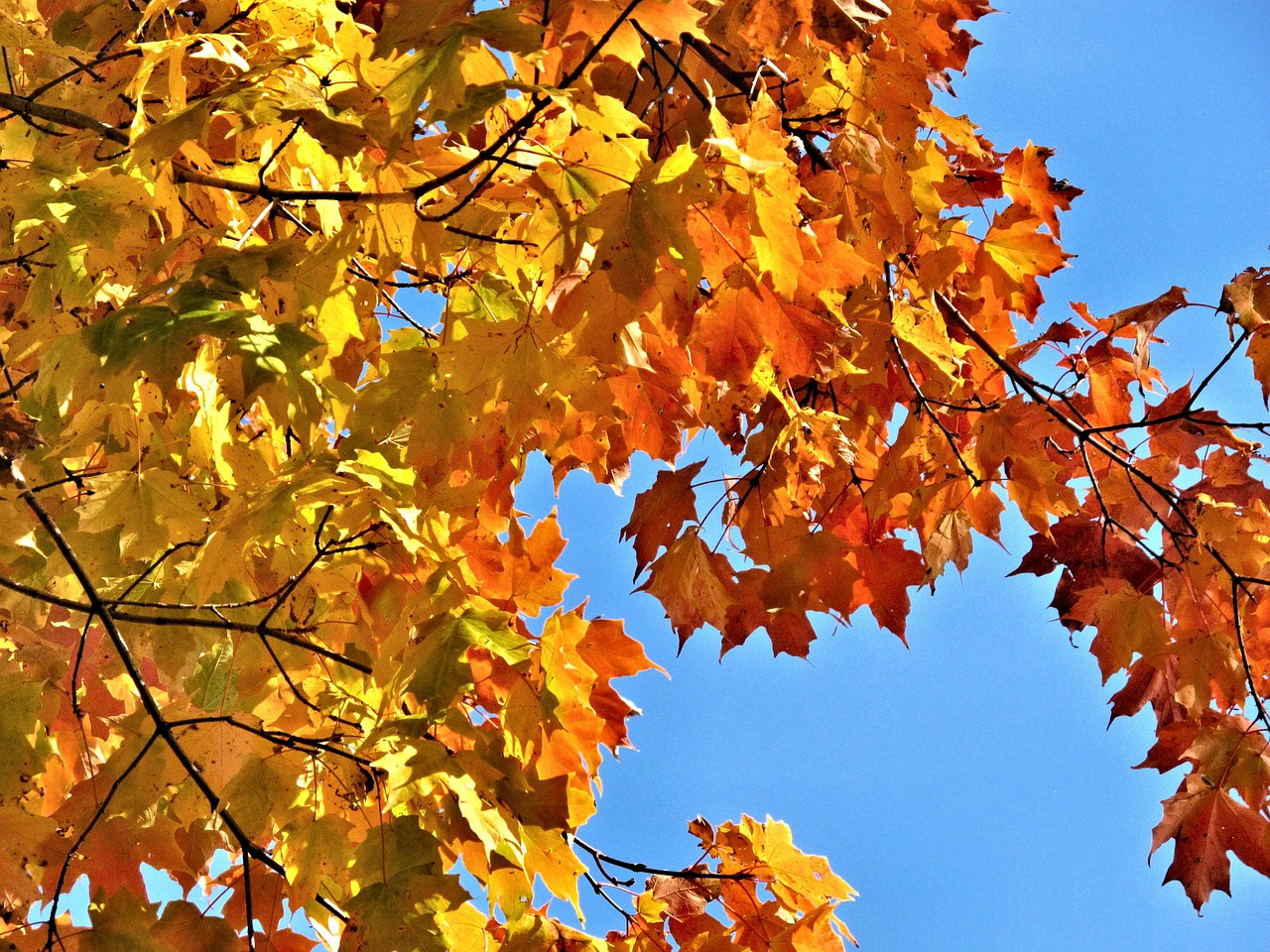 autumn leaves yellow free photo