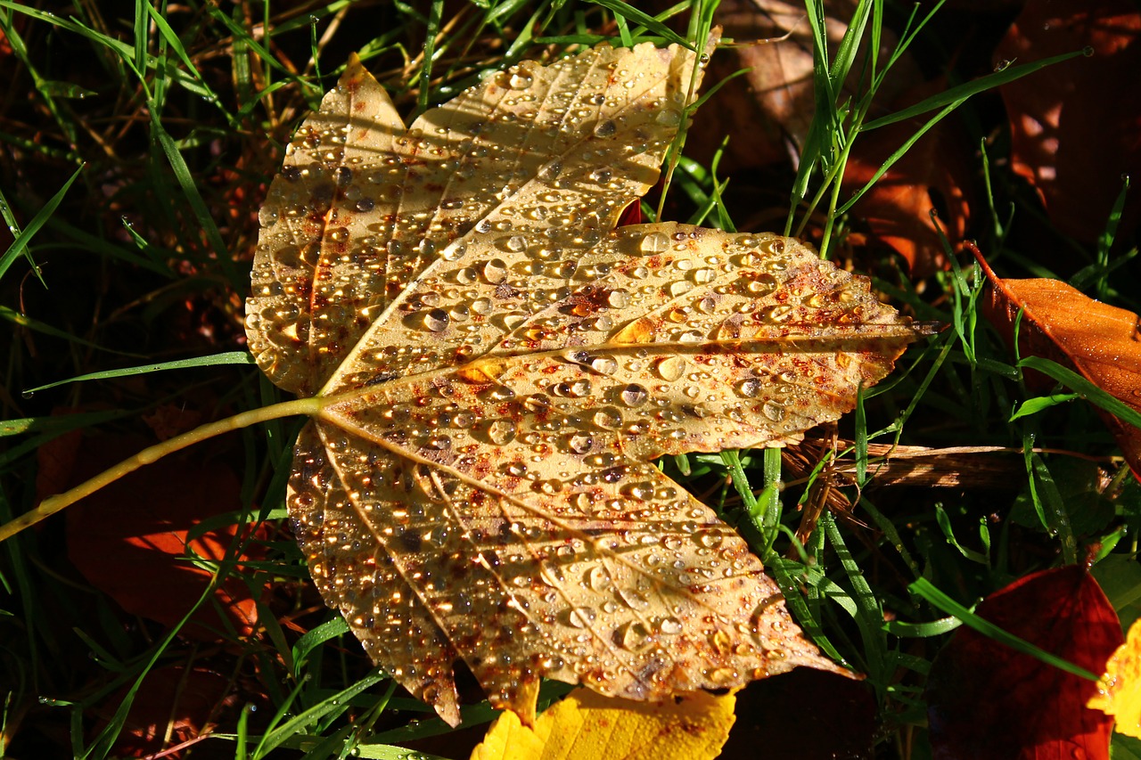 autumn leaf forest free photo