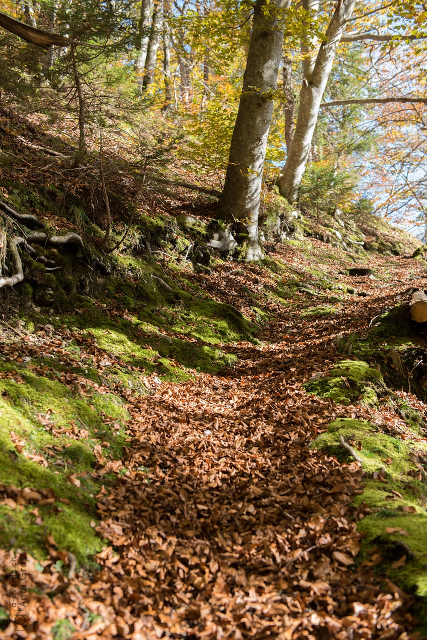 autumn forest away free photo