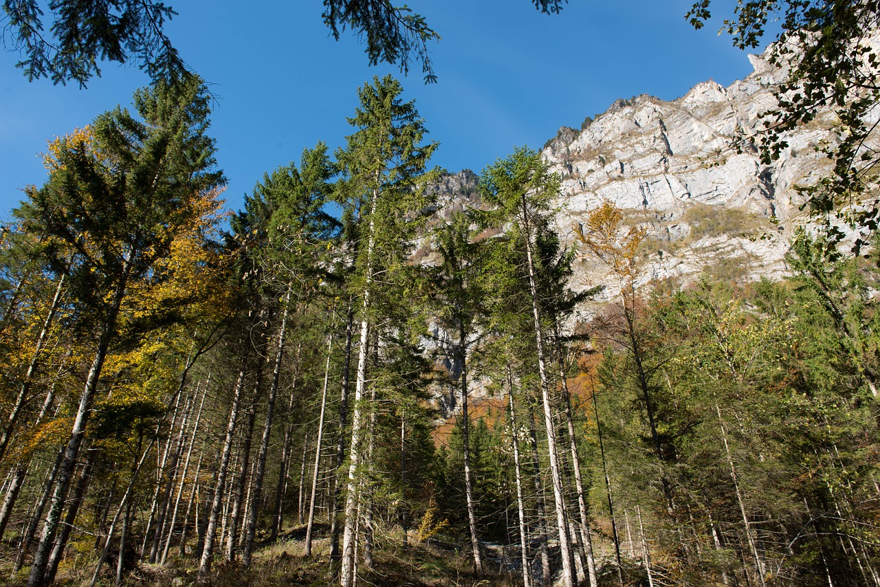 autumn leaves trees free photo