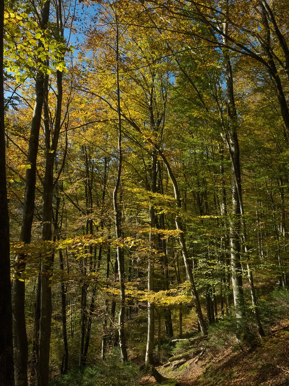 autumn forest away free photo