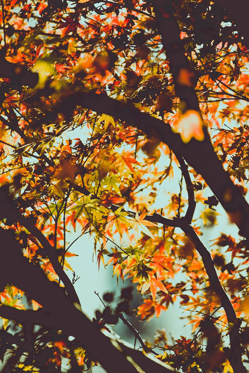 autumn leaves fall free photo