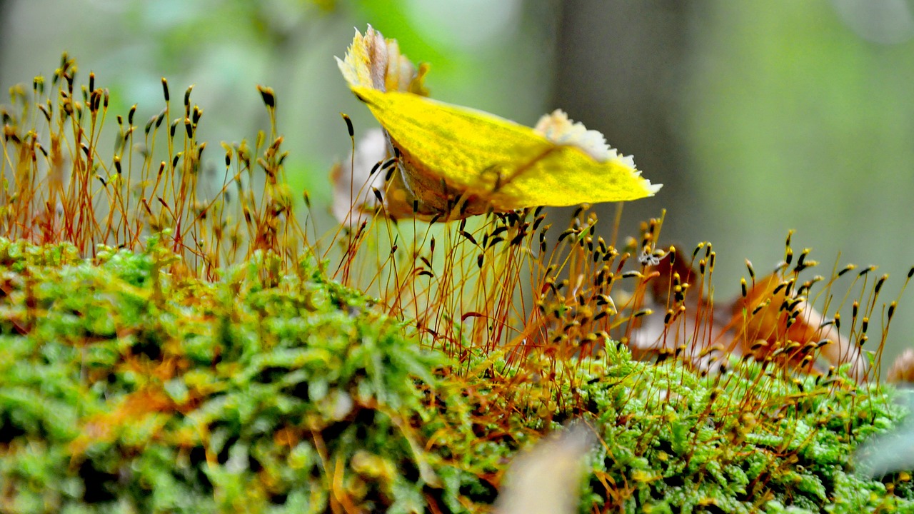 autumn foliage yellow free photo