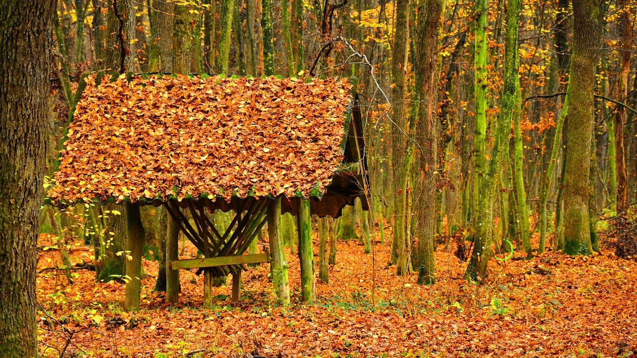 autumn forest avar free photo