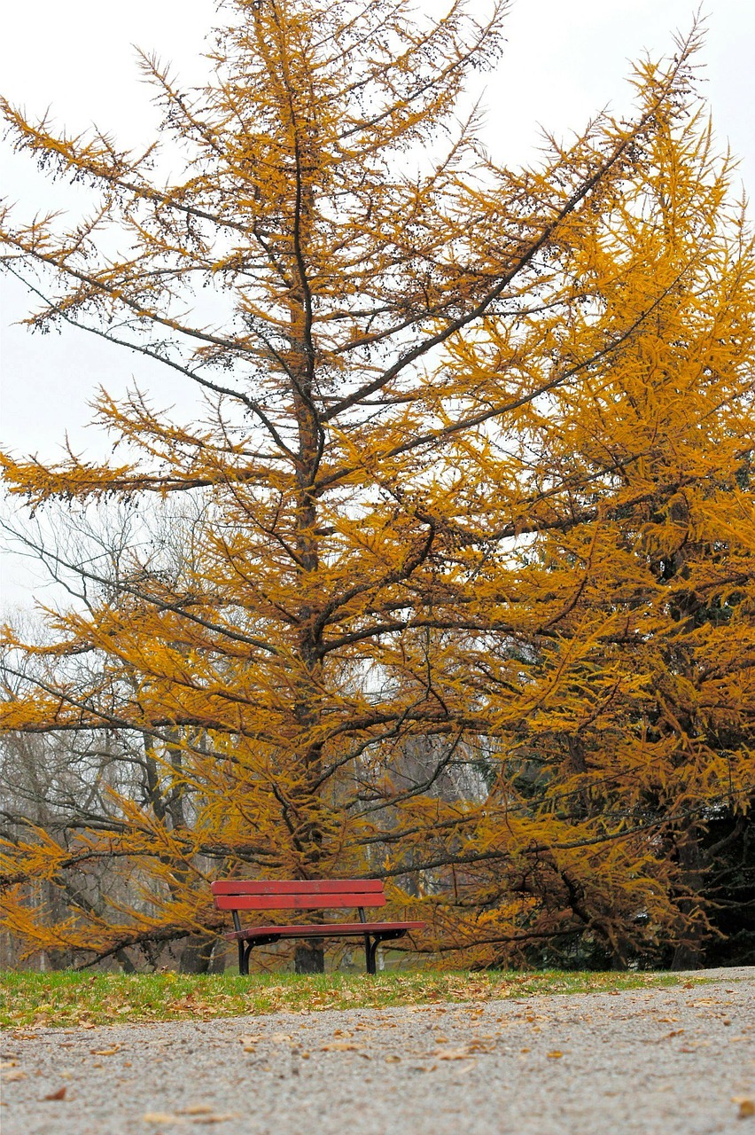 autumn tree bench free photo