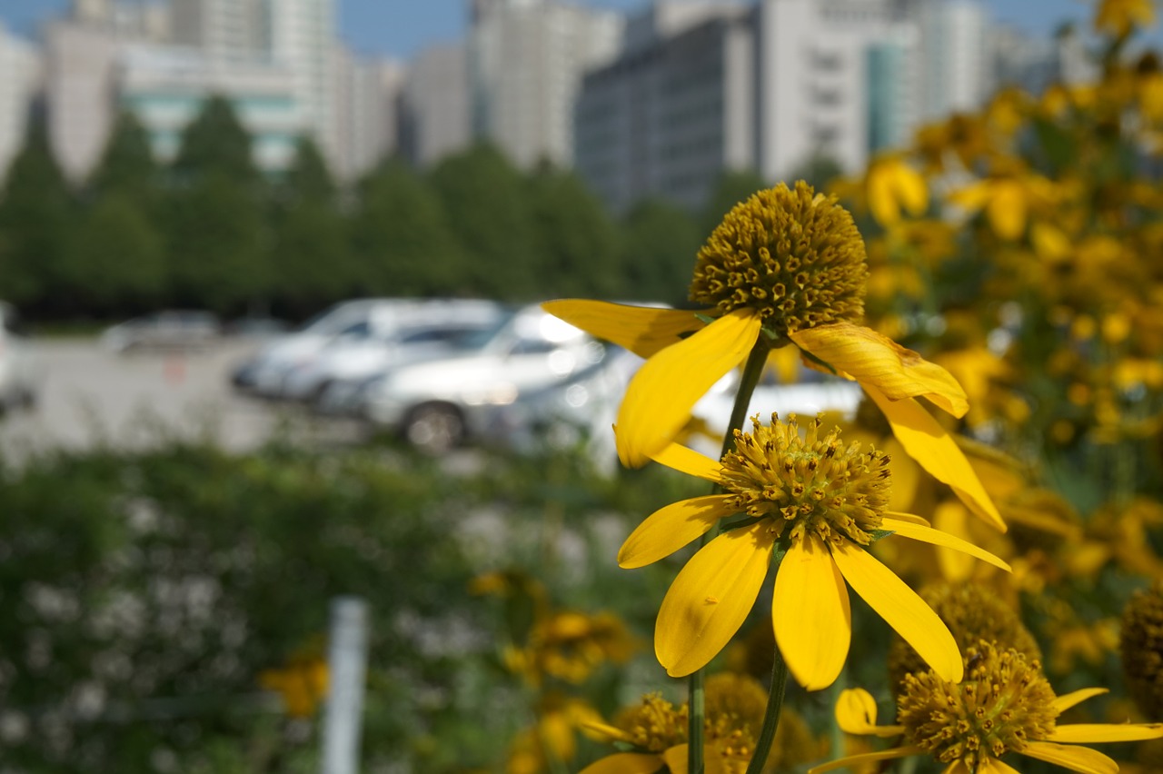 autumn yellow flower affix free photo