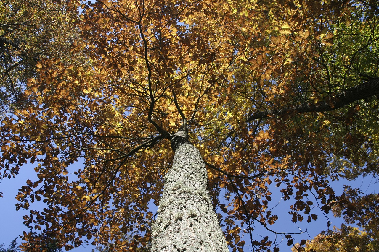 autumn foliage tree free photo